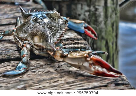 A Live Crab Looks Out At The Ocean From A Dock In Florida