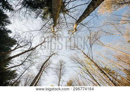 Low Angle View View From Below At The Tree Canopies Without Leaves In Forest - Concept Of Largess An