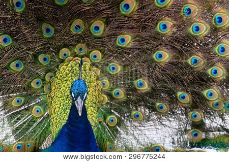 A Peacock Bird With His Full Plummage Open On Display.