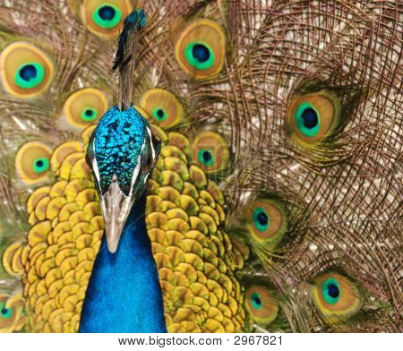 Pfau