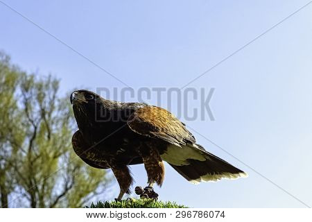 Harris Hawk (parabuteo Unicinctus) Formerly Known As The Bay-winged Or Dusky Hawk
