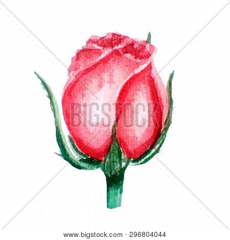 Bright Watercolor Illustration Of Pink, Coral Rose. Bourgeon Hand-drawn, Isolated On White
