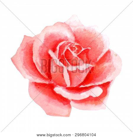 Bright Watercolor Illustration Of Pink, Coral Rose. Bourgeon Hand-drawn, Isolated On White Backgroun