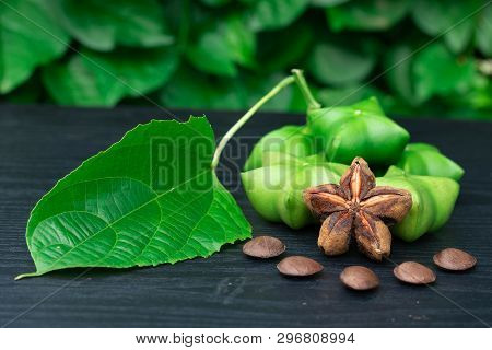 Sacha Inchi, Fresh Capsule Seeds Fruit Of Sacha-inchi Peanut