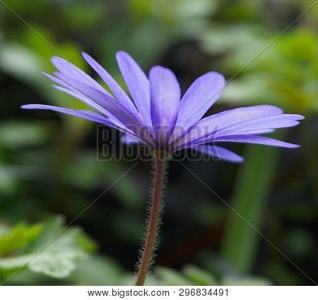 Beautiful Blue Anemone Apennina Flower On Green Grass Background Close Up.