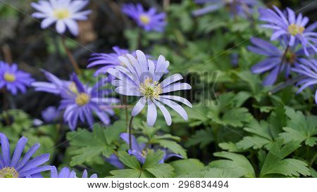 Beautiful Blue Anemone Apennina Flowers On Green Grass Background Close Up.