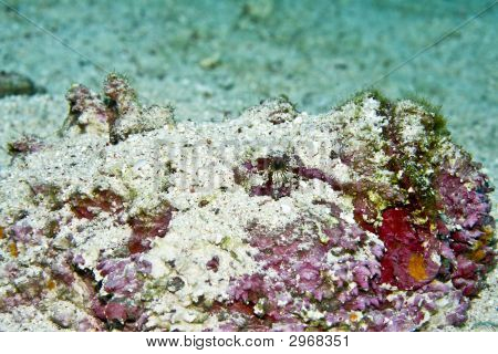 Stonefish (Synanceia Verrucosa)
