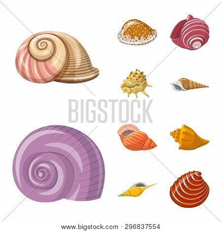 Isolated Object Of Seashell And Mollusk Logo. Set Of Seashell And Seafood  Vector Icon For Stock.
