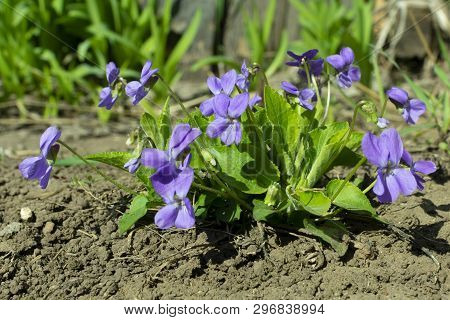 Viola Odorata - Sweet Violet, English Violet, Common Violet, Or Garden Violet