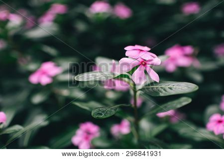 Spring Pink Flowers With Green Leaves. Nature Background. Tropical Leaf With Beautiful Nature.