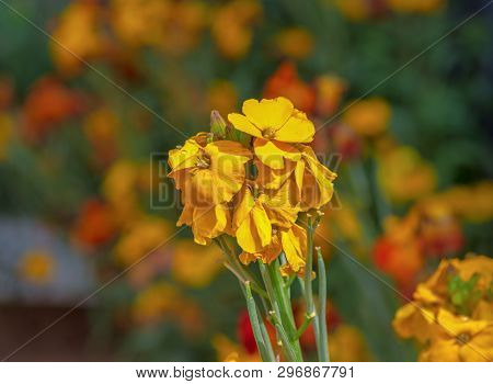 Pretty Scene With Yellow Flowers Erysimum Wallflower In Bloom.