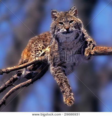 Bobcat