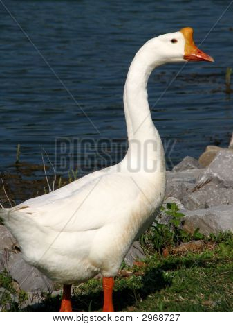 Swan profil