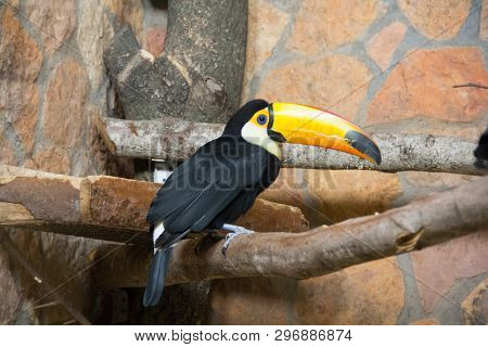 Bird Tukan In The Zoo, In Captivity. A Bird With A Large Bright Yellow Beak.