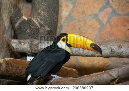 Bird Tukan In The Zoo, In Captivity. A Bird With A Large Bright Yellow Beak.