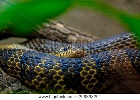 Snake In A Zoo In A Closed Aquarium. Reptile In Captivity. Animals At The Zoo. Dangerous Animals