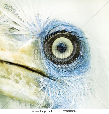 Ptačí oko Closeup