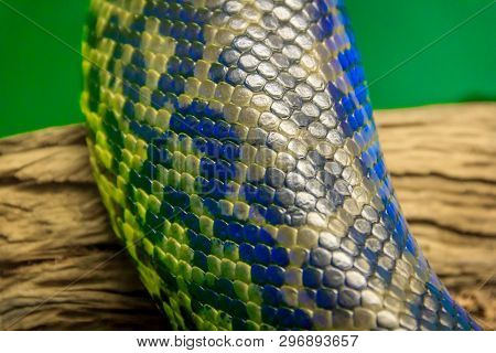 Snake In A Zoo In A Closed Aquarium. Reptile In Captivity. Animals At The Zoo. Dangerous Animals
