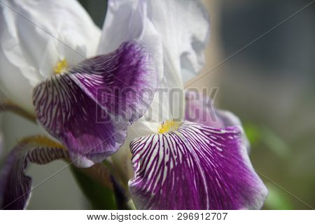 Spring Mood Floers In Purple Style Close Up