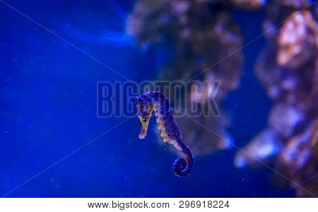 Underwater Life Of The Sea In The Aquarium. Corals Are Sea. Living Creatures Of The Sea. Zoo