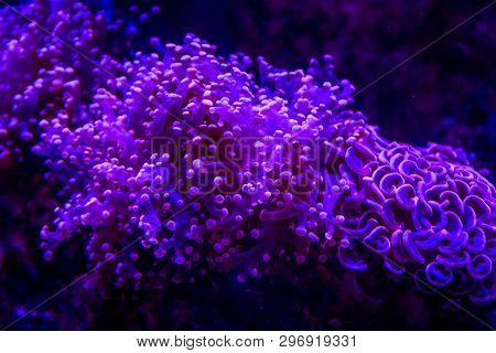 Underwater Life Of The Sea In The Aquarium. Corals Are Sea. Living Creatures Of The Sea. Zoo
