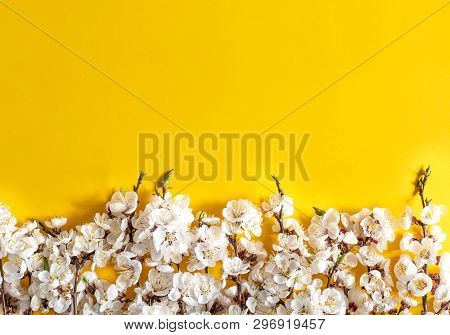 Festive Background For Spring Holidays. Spring Flowers On Color Background. Apricot Blossom . Top Vi