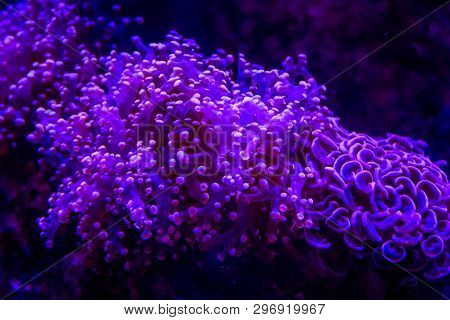 Underwater Life Of The Sea In The Aquarium. Corals Are Sea. Living Creatures Of The Sea. Zoo