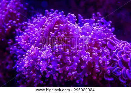 Underwater Life Of The Sea In The Aquarium. Corals Are Sea. Living Creatures Of The Sea. Zoo