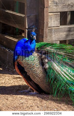 Peacock In The Zoo. Peacock In Captivity. Birds In Captivity In A Zoo.