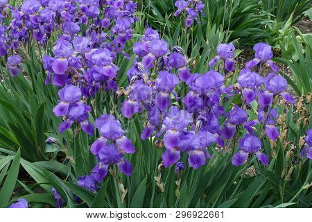 Many Violet Flowers Of Iris Germanica In Spring