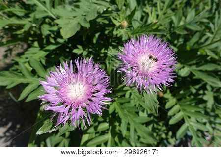Insect Pollinating Flowers Of Centaurea Dealbata In May