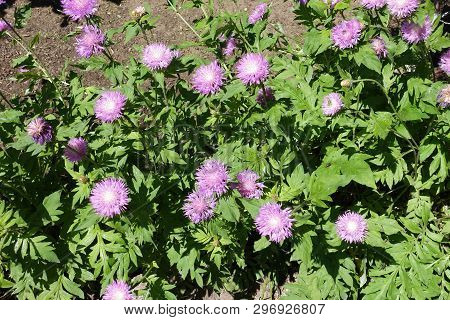 Many Mauve Flowers Of Centaurea Dealbata In May