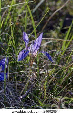 Tender, Wild Iris (iris Unguicularis Ssp. Carica) With Blue Flowers Growing In Natural Habitat Close