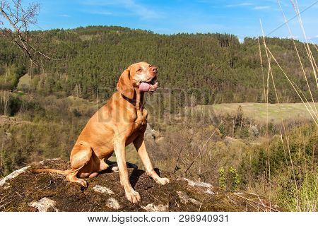 Hungarian Hound Vizsla On A Rock In The Forest. Hunting Dog In The Forest. Hound On The Hunt.