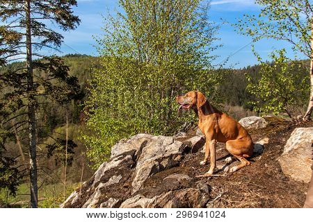 Hungarian Hound Vizsla On A Rock In The Forest. Hunting Dog In The Forest. Hound On The Hunt.