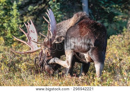 Wild Moose Living In The Forests Of The Colorado Rocky Mountains. Bull Moose Shedding Velvet In The 