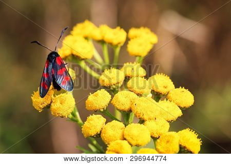 Close-up Of A Butterfly, Rambling On A Plant