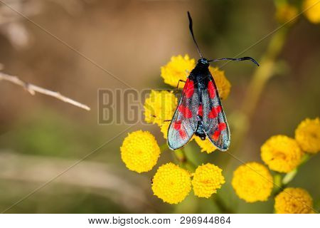 Close-up Of A Butterfly, Rambling On A Plant