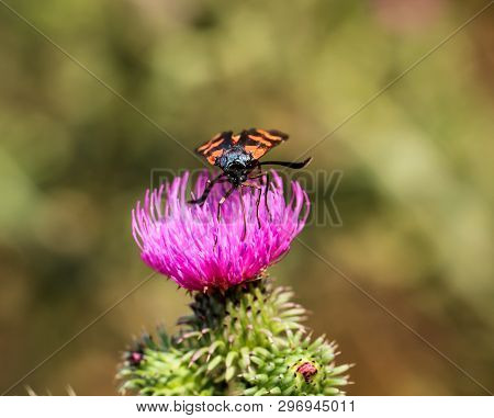 Close-up Of A Butterfly, Rambling On A Plant