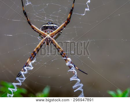 Macro Photography Of A  Silver Argiope Spider Hanging From Its Web Near Its Stabilimenta. Captured A