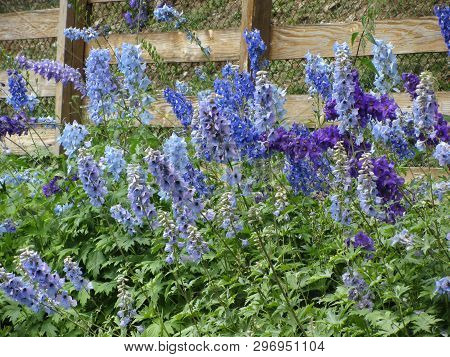 Many Beautiful Purple And Blue Flowers ( Delphinium Elatum, Alpine Delphinium, Candle Larkspur ) Blo
