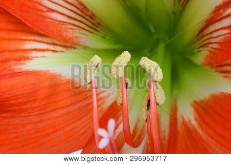 Close Up Of Red Amaryllis, Pollen Coated Stamin