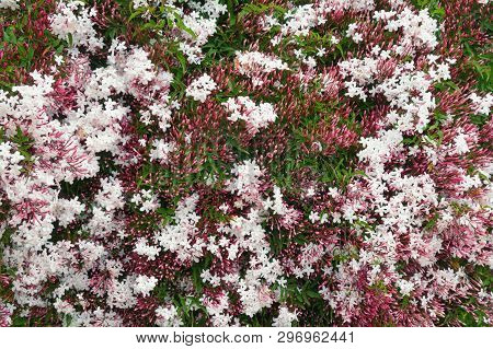 Spring Flowers. Blooming Pink Jasmine Vine ( Jasminum Polyanthum ), Texture