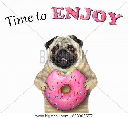 The Dog Holds A Big Bitten Pink Donut. Time To Enjoy. White Background. Isolated.