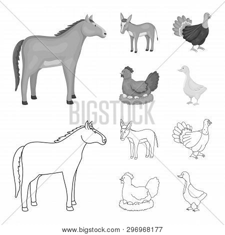 Vector Design Of Breeding And Kitchen  Logo. Set Of Breeding And Organic  Vector Icon For Stock.