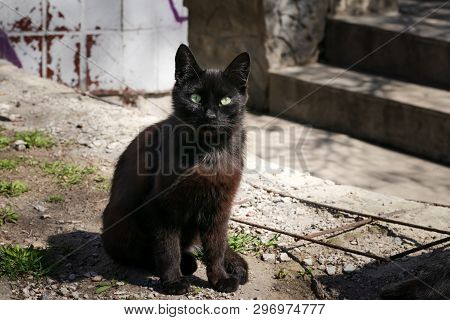 Stray Black Cat Is Sitting In The Backyard. Mystical Black Cat With Green Eyes. Deep-brown Street Ca