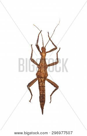 Large Yellow Insect As A Tree Branch, Isolate On White Background, Phasma Gigas