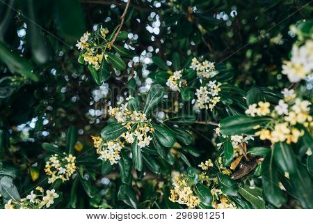Pittosporum Tobira Flowers And Leaves, Close Angle