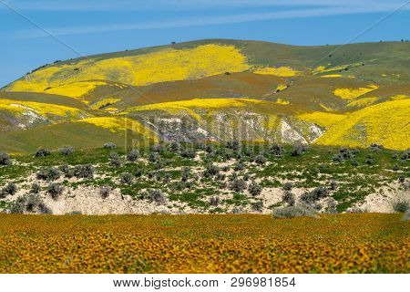 Beautiful Layers Of Wildflowers In Carrizo Plain National Monument During A Superbloom In California