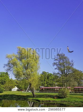 Flying Bearded Vulture (gypaetus Barbatus), Also Known As The Lammergeier Vulture (or Lammergeyer) O